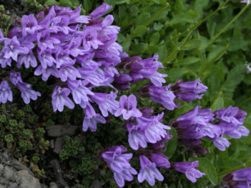 Пенстемон Хаскер Ред huskers red. Пенстемон Хартвега