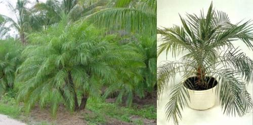 Финик пальчатый. Финиковая пальма