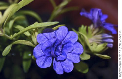 Калибрахоа лучшие сорта. Махровая калибрахоа