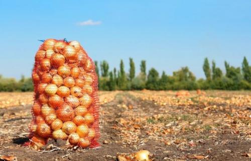 Обработка лука после уборки. Лучшее для лука — правильно сушим после уборки и тщательно готовим к долгому зимнему хранению выкопанный урожай