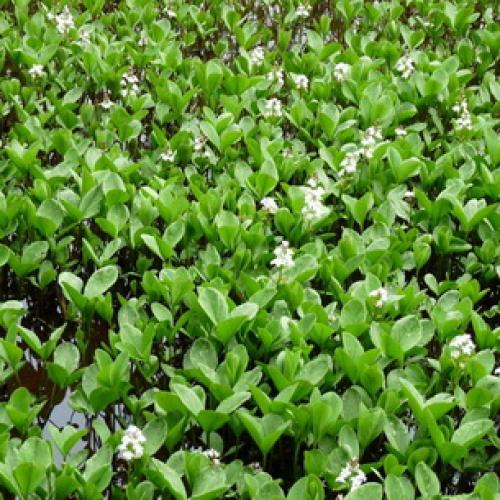 Вахта трехлистная выращивание. Ботаническая характеристика растения вахта трехлистная