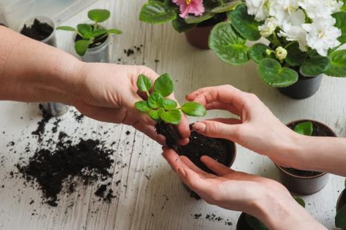 Почему у фиалки мелкие листья и не цветет. Почему не цветет комнатная фиалка?