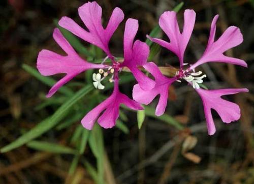 Кларкия прелестная. Виды и сорта кларкии с фото