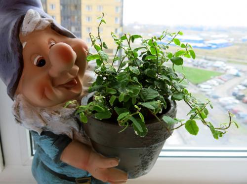 Фикус низкорослый. Фикус карликовый