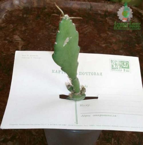 Укоренение черенков эпифиллума. Размножение эпифиллума