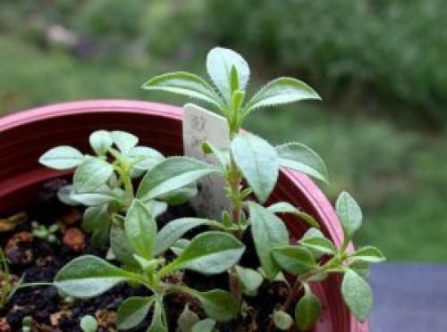 Чабер садовый аргонавт. Чабер садовый: правила посадки