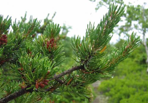 Сосна Банкса диаметр кроны. Сосна Банкса (Pinus banksiana)