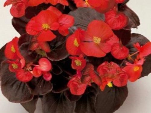 Бегонию вечноцветущую розовую. Сорта