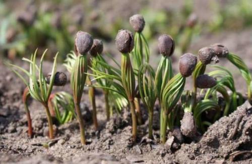 Пересадка сеянцев кедра. Уход за сеянцами кедра