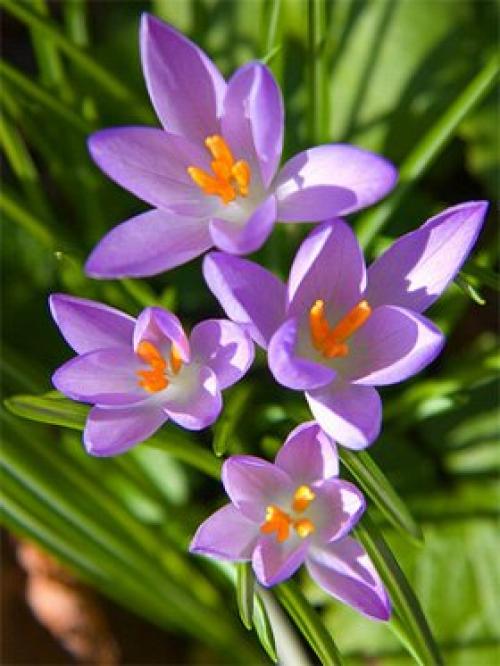 Как посадить луковицы крокусов дома. Как вырастить крокусы дома