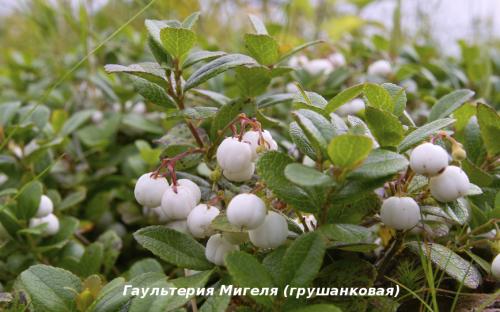 Гаультерия