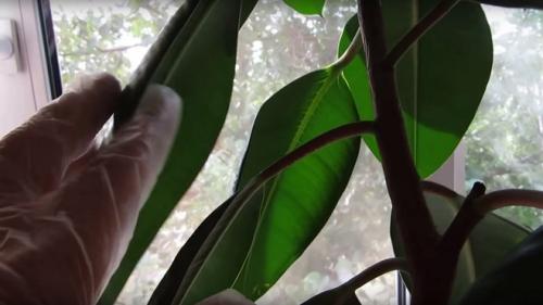 Фикус каучуконосный, как сделать его пышным. Обрезка фикуса каучуконосного