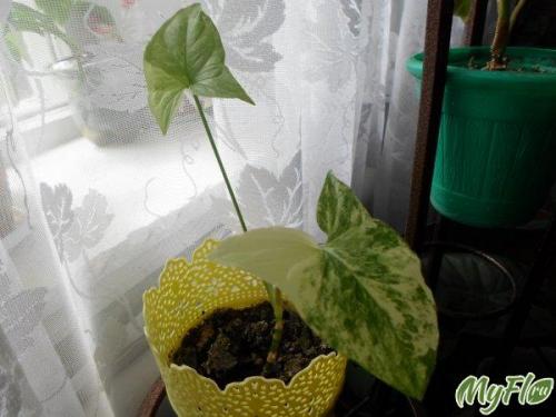 Империал вайт сингониум. Вариегатность сингониума Imperial white