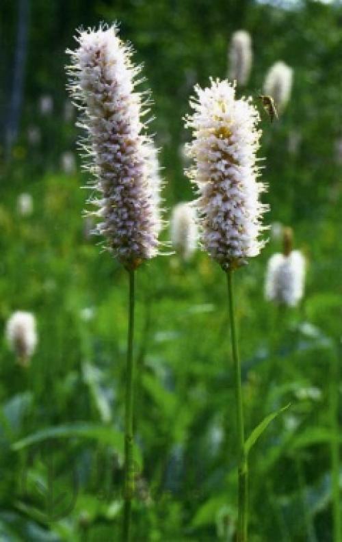 Горец змеиный фармакогнозия. Горец змеиный (Polygonum bistorta L.)