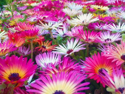 Мезембриантемум облачный. Разновидности