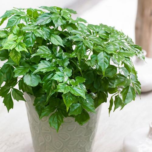 Радермахера синика. Радермахера