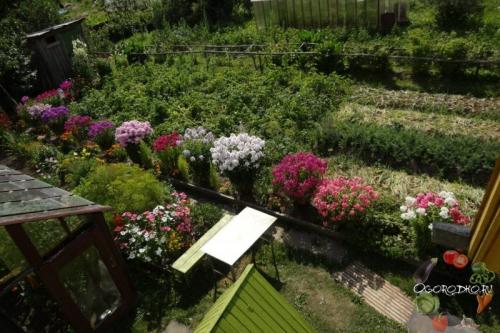 Когда можно садить многолетние флоксы. Посадка многолетних флоксов и уход за ними: 5 секретов пышного цветения