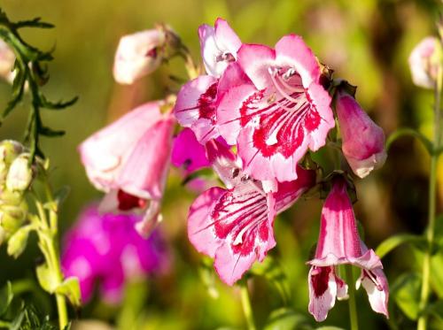 Пенстемон Хаскер Ред описание. Ботаническое описание