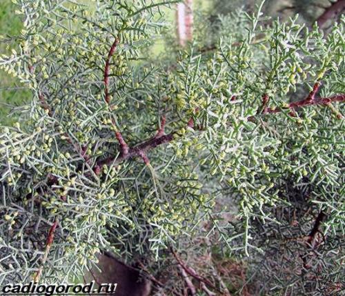 Кипарис Голдкрест Вилма в домашних условиях. Купрессус растение. Описание, особенности, виды и уход за купрессусом