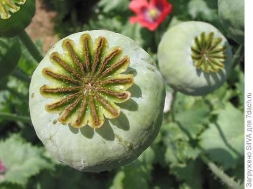 Мак растение. Маки — нежное очарование полей. Посадка, выращивание, уход