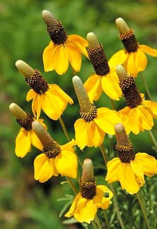 Цветок ратибида мексиканская шляпа. Экзотическая ратибида или Мексиканская шляпа