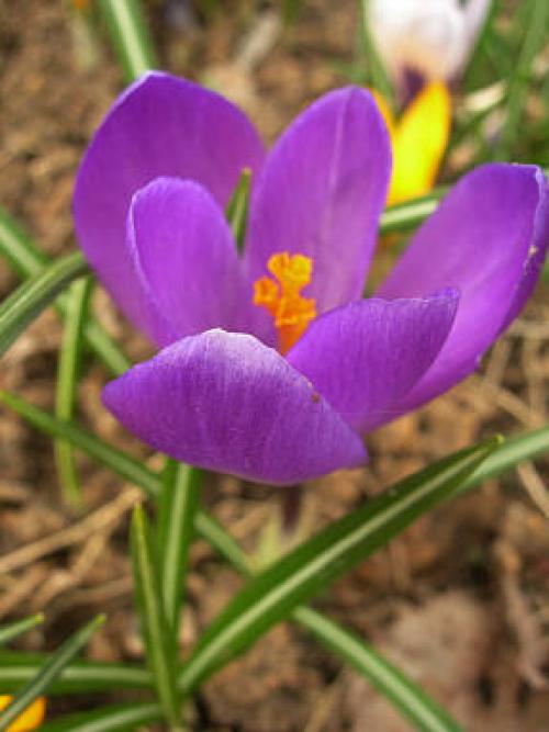 Крокусы и как они размножаются. Крокусы: выращивание и размножение