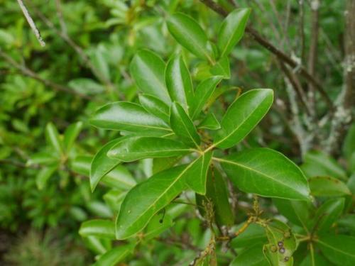 Как быстро растет лавр. Лавровое дерево в открытом грунте. Вы даже не догадываетесь как оно растет!!