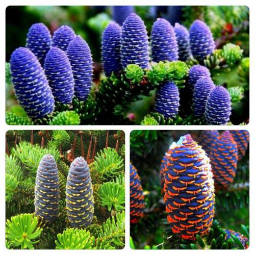 Ель корейская накаи. Загадочная корейская ель: посадка и уход