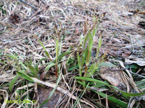 Ожика волосистая. Описание и фото