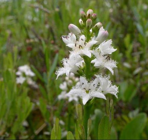 Вахта трехлистная польза и вред. Вахта трехлистная: описание, полезные свойства, применение, показания и противопоказания