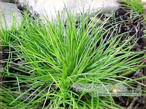 Аир злаковидный комнатное растение. Аир злаковый Acorus gramineus - уход в домашних условиях.