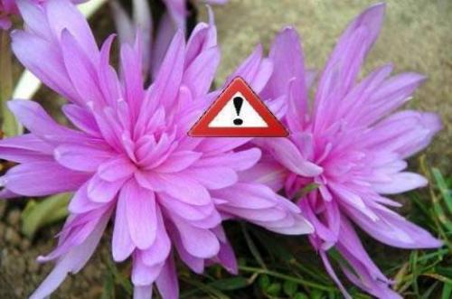 Ядовитое растение безвременник осенний. Особенности жизненного цикла