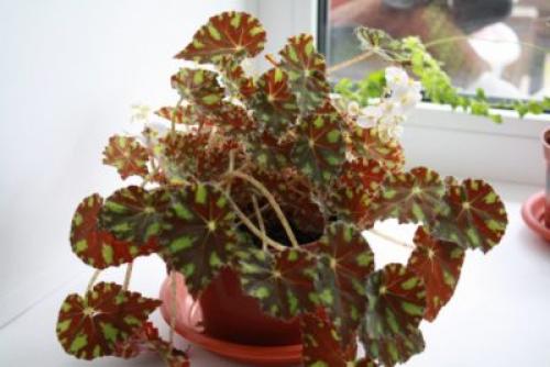 Бегония Вечноцветущая однолетняя или многолетняя. Бегония многолетняя или однолетняя