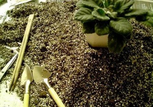 Почему у фиалки растут мелкие листья. Неподходящая почвенная смесь