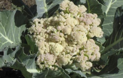 Почему цветет цветная капуста. Почему цветная капуста уходит в цвет