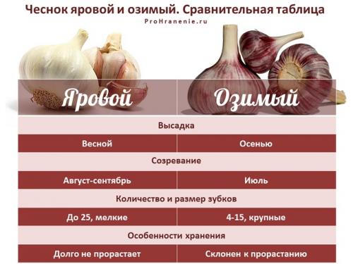 Как сохранить чеснок очищенный. Яровой или озимый?