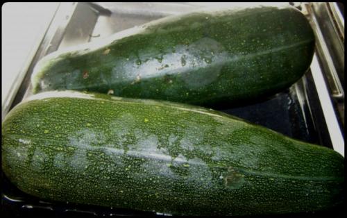 Кабачки зимой. Как использовать зимой кабачки-гиганты