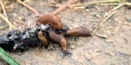 Слизни размножение зимовка. Внешний вид и размножение