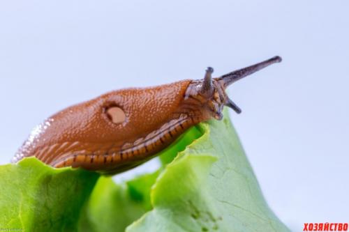 Вредны ли слизни для человека. Чем опасны для человека слизни