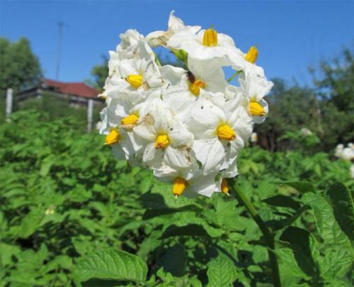 Картофель Адретта форум. Описание сорта картофеля Адретта – характеристика, достоинства и недостатки, отзывы