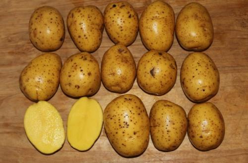 Картофель гала описание. Описание и характеристика сорта