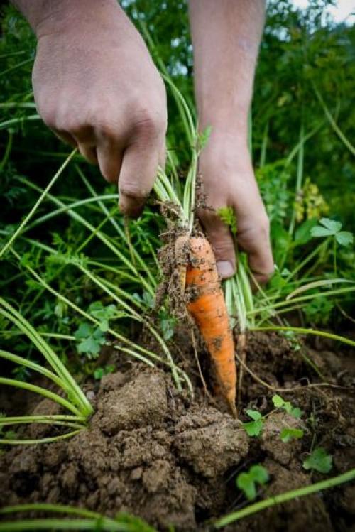 Как правильно хранить свеклу и морковь. Подготовительный этап