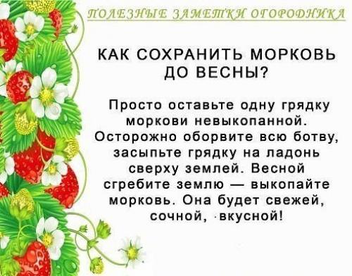 Полезные советы для огородников 08