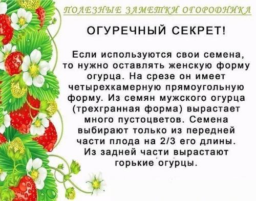 Полезные советы для огородников 06