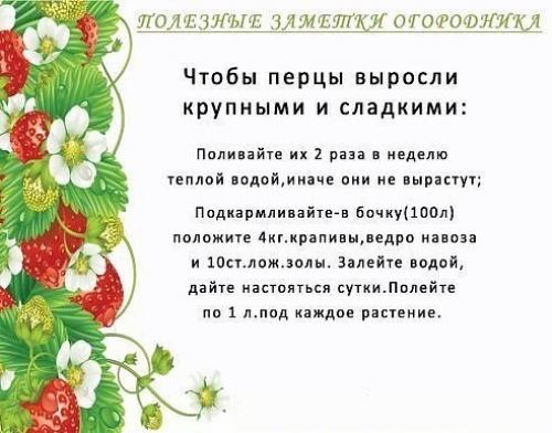 Полезные советы для огородников 04