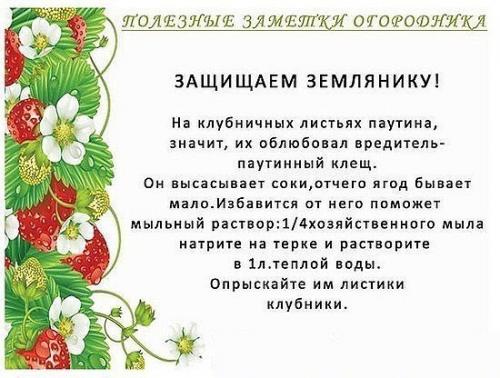 Полезные советы для огородников 02