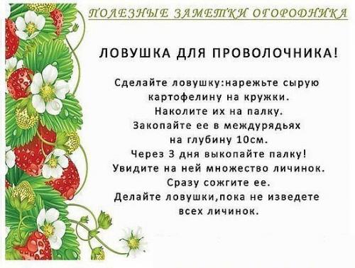 Полезные советы для огородников 07