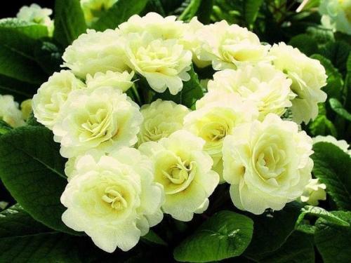 Красивые цветы примулы махровой 02