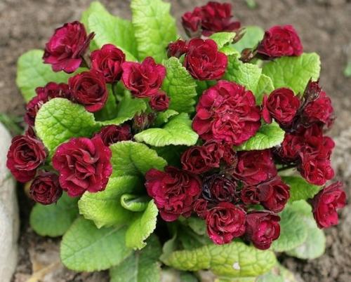 Красивые цветы примулы махровой 04