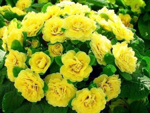 Красивые цветы примулы махровой 01